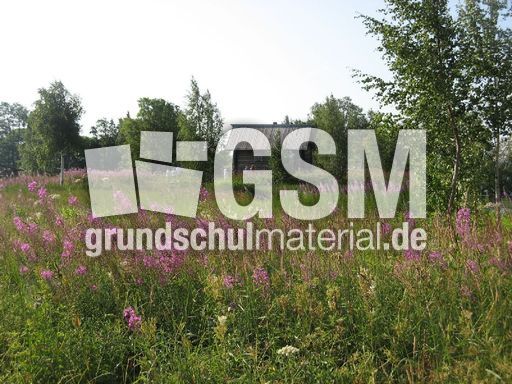 216 Landschaft, Wiesenblumen.JPG